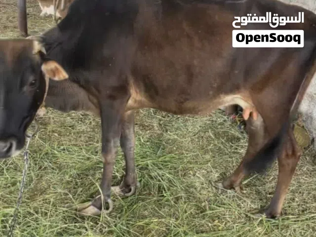 بقره محليه للبيع