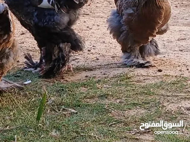 بيض دجاج البرهما الله يبارك