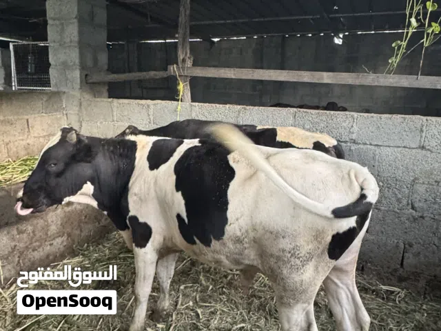 ثيران ظفاريه