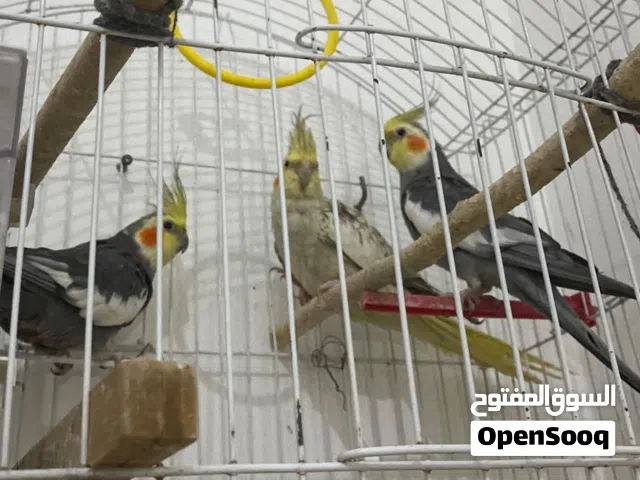 كوبيه كوكتيل مصوقرا ومنتجه ربي ايبارك ومدحيه اليومين لي فاتو ويوقفو حتا عاليدين مروضات مساومين300