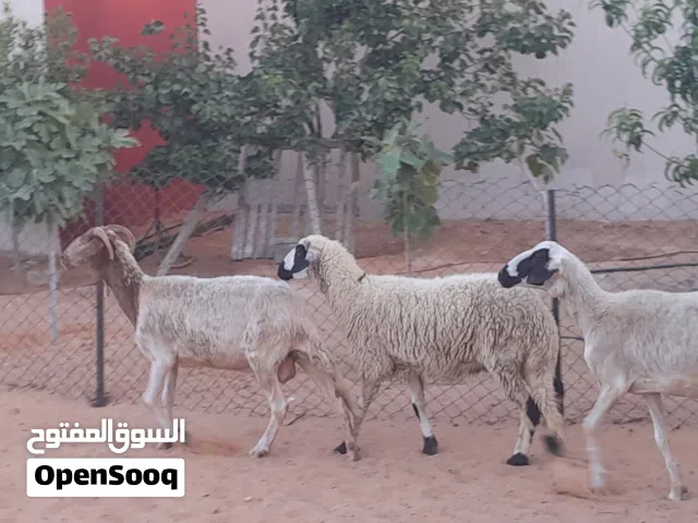 3نعاج وطنيات ربي يبارك عشار بادن الله سنهم زوز رباع ووحده جامعه ضروعهم سليمات مشالله....