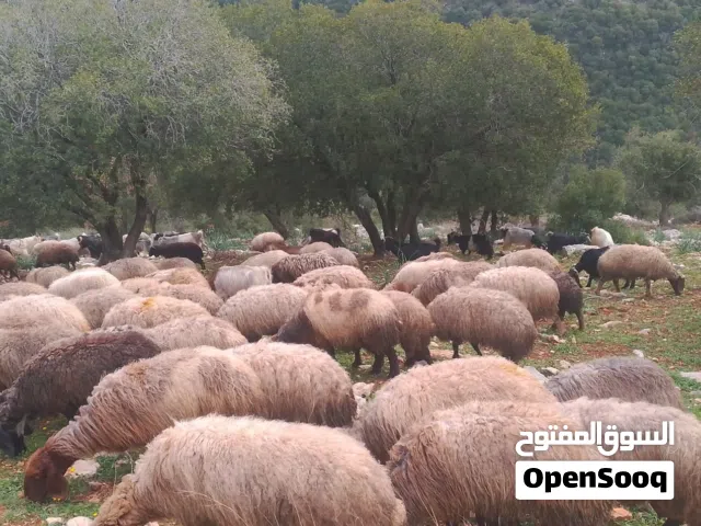 متاح 5 نعجات مواليد بهمها صلات النبي عليه