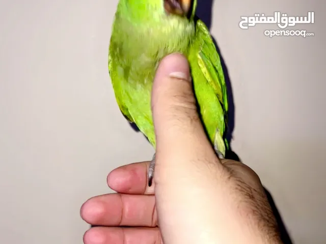 Tamed mitu for sale very good not biting للبىعً متو