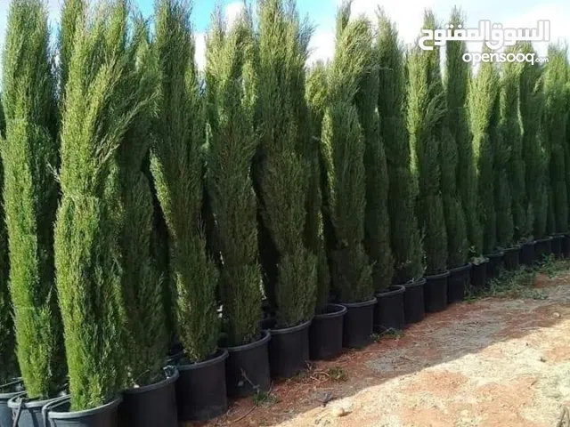 سرو عامودي ايطالي نخب اول جولد ستار ايطالي نخب اول و لايلندي ايطالي نخب اول و زنزلخت ايطالي نخب اول