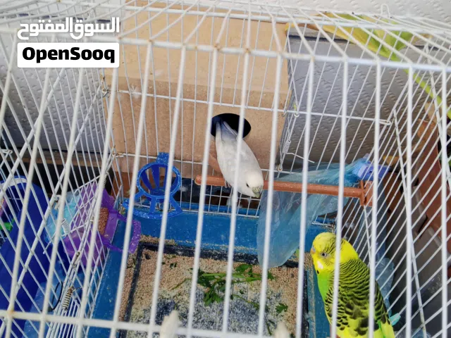 طيور بادجي عمرهم تقريبا سنه