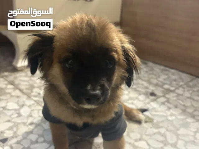 كلب للبيع بو مالتيز انثى