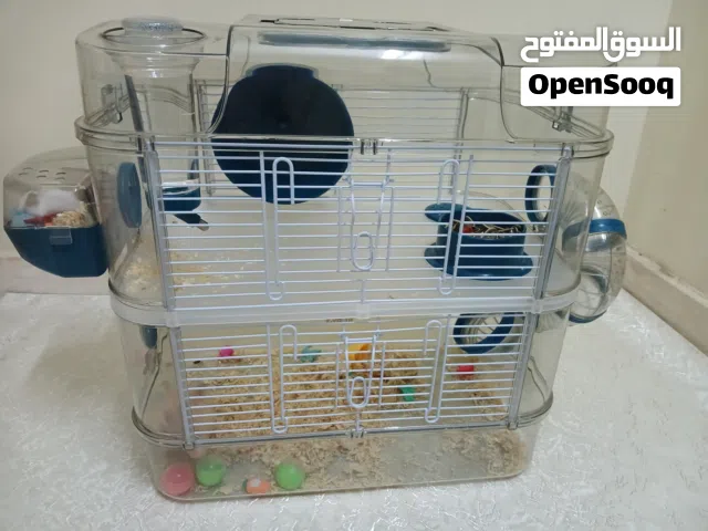 hamsters for sale