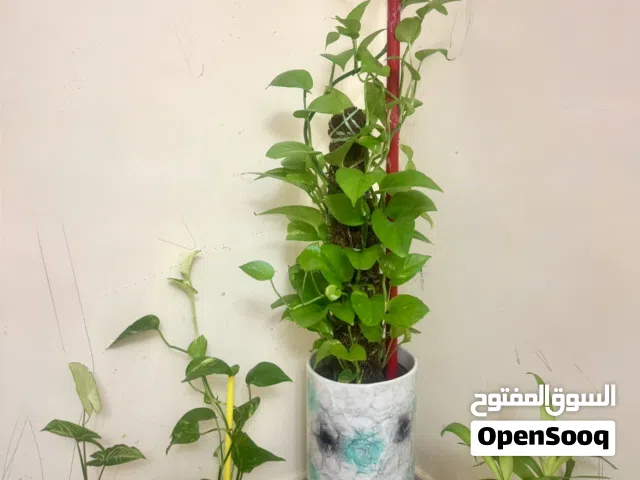 04 Plants for sale