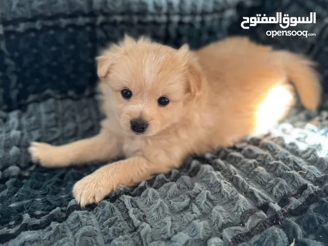 بومرينيان Pomeranian puppies