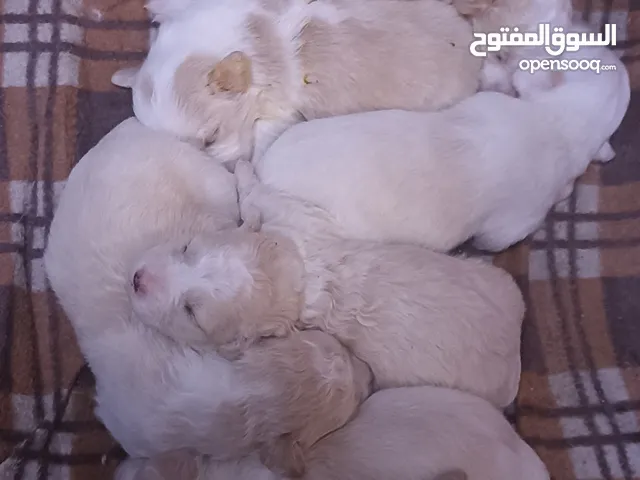 جراء فرنش تيرير للبيع