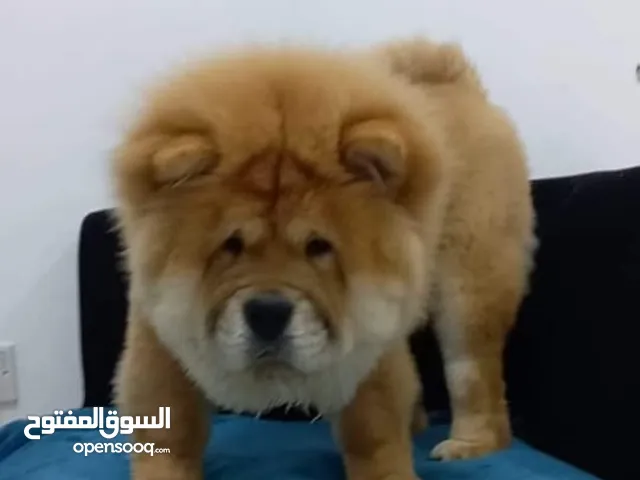 Chow chow puppy