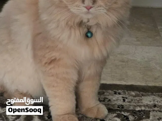 قطة سكوتش فولد