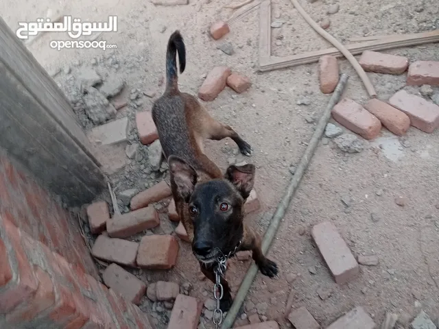 دكر مالينو malino دارك شاربوني للبيع او للبديل