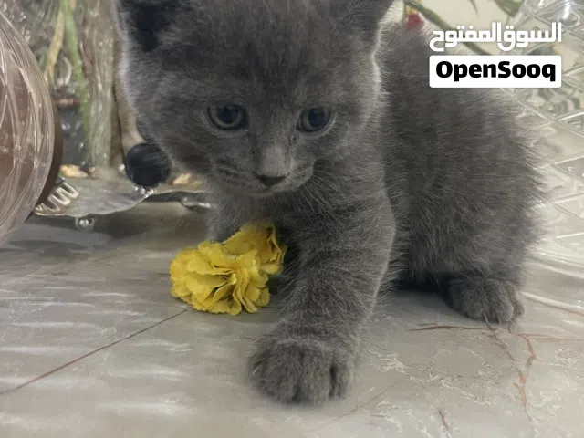 للبيع برتش