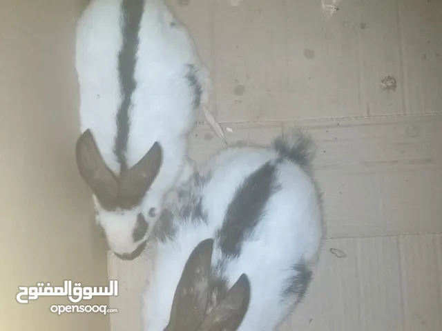 اناثي بابيون عدد 2 قابل للبدل على اناثي اقرا الوصف