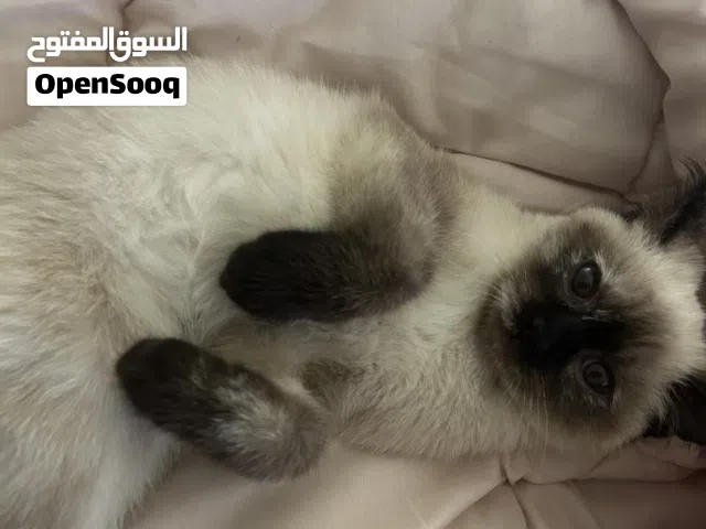 قطة شيرازي