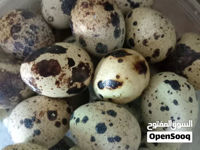 بيض سمان طازج ومخصب للتفقيس والأكل بجودة ممتازة مفيد جدا وأسعار منافسةطازج ويتم جمعه بشكل يومي.