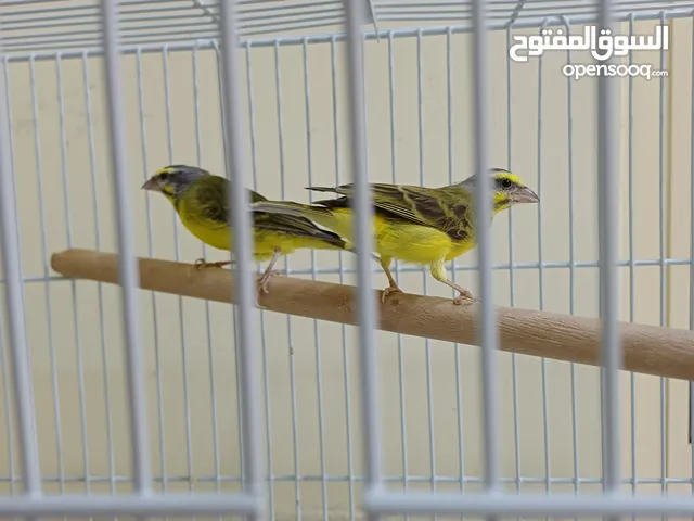 للبيع زوج كناري (ياسمين)