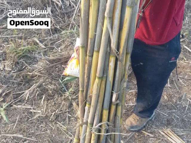 قصيب لسند الشتال ودعم الأشجار ولمعرشات طول ثلاث متر