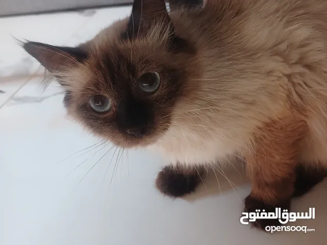 قطة الي اليبيع