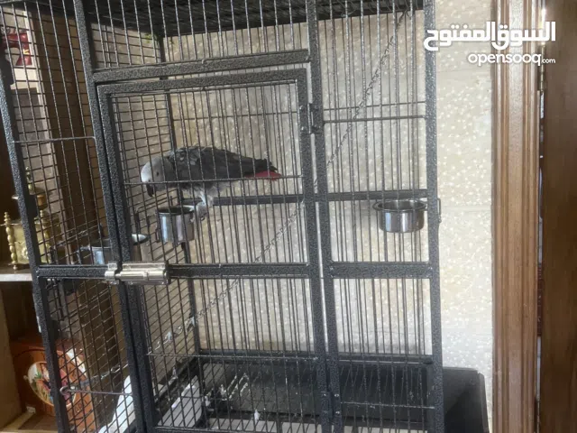 ببغاء افريقي
