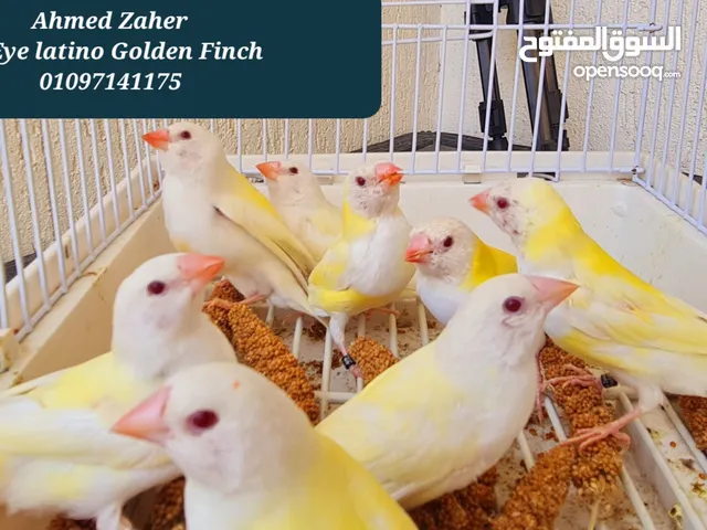 جوالدين فينش لاتينو بعين حمراء