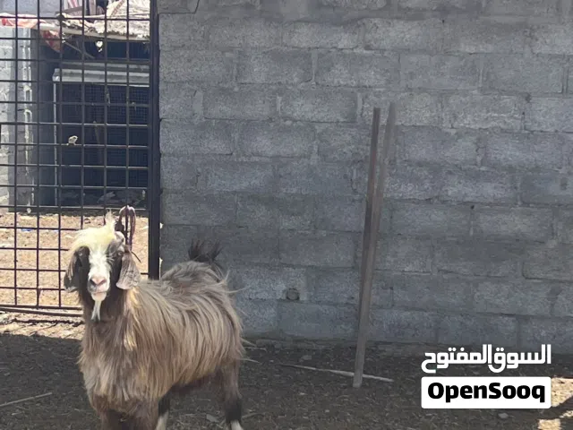 تيس للبيعع