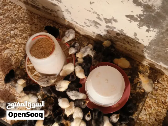 صوص بلدي للبيع