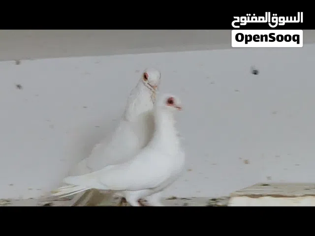 تقريبا 40 جوز و35 حبه مخاليف وفراخ قنون حديد 8عيون واحد و4 عيون 2  4 عيون 2 بطح في فيدو واتس للجادين