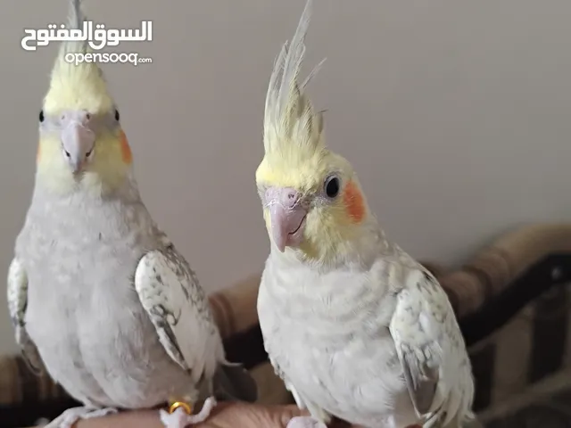 للبيع زوج كوكتيل ازبلاء اليفات صحة ونظافه