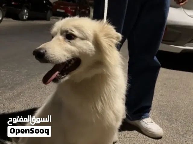 ساموايد ذكر