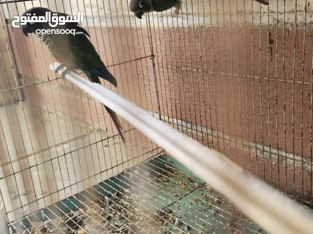 للبيع كنيور زوج منتج