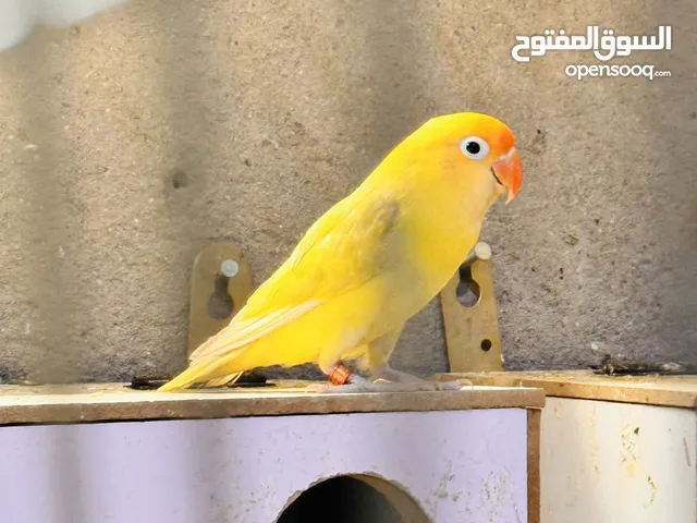 للبيع زوج غندور مع اثنين افراخ وبعد ما طالع باقي البيض