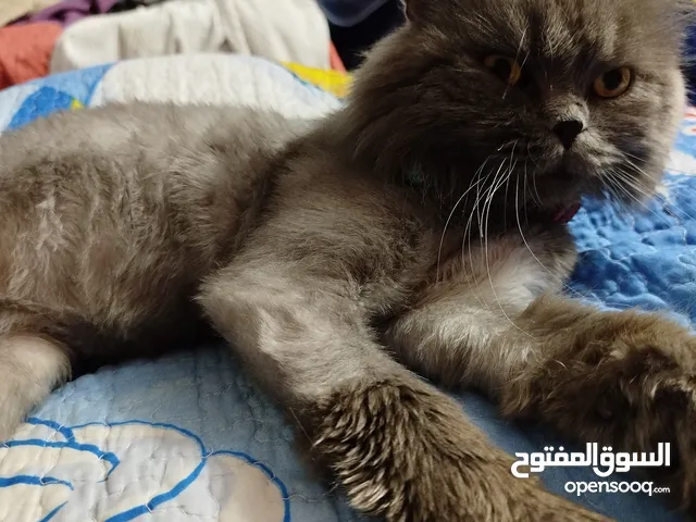 قط شيرازي سكني جميل للبيع يحب صاحبه جدا ايا يكن يحب الإسترخاء والنوم
