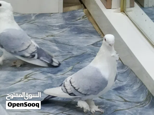 زوج ستلايت قجم فول نقاوه ضخمات تطريز كامل بالذيل وقلمين ابيض بالجنج ومضمونات من المرض