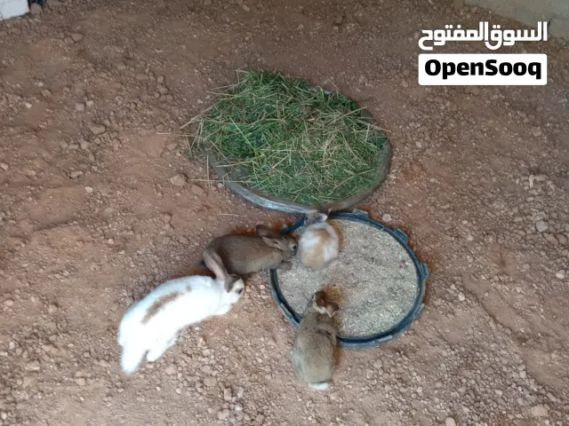 أرانب العدد 19انتاج فراشه نظاف للبيع صغار مكان تندميرة الجبل الغربي