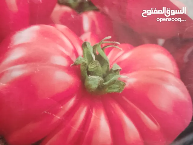 شتلاات طماطم حجم كبير جدا