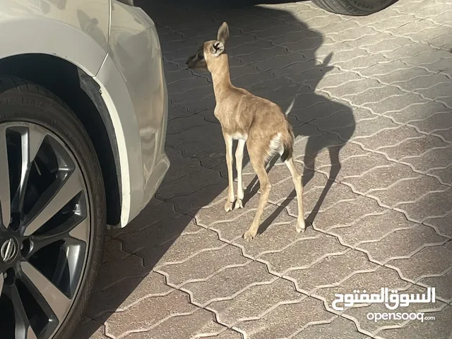 عزال ديماني ذكر منتج
