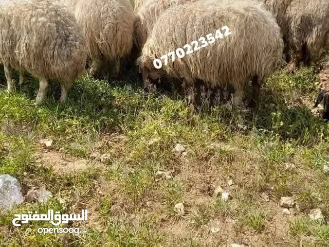 الزرقاء الهاشميه