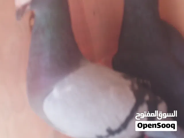 2كوبيات زاجل و مصري