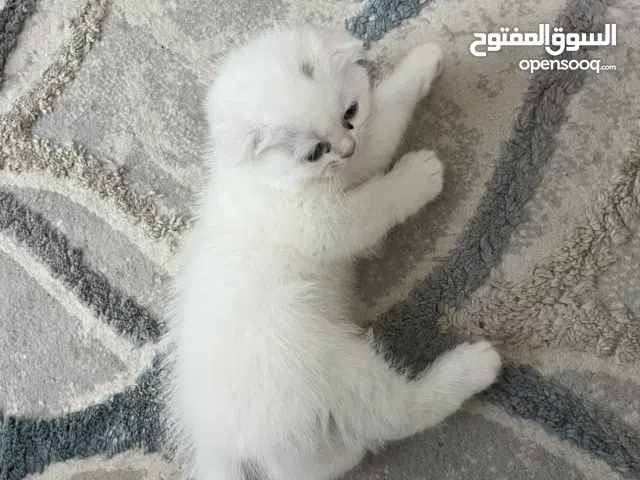 White Female Scottish Fold Kitten Available