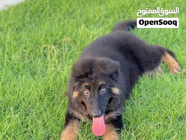 للبيع جيرمن  شوف الوصف بتعرف نوعه