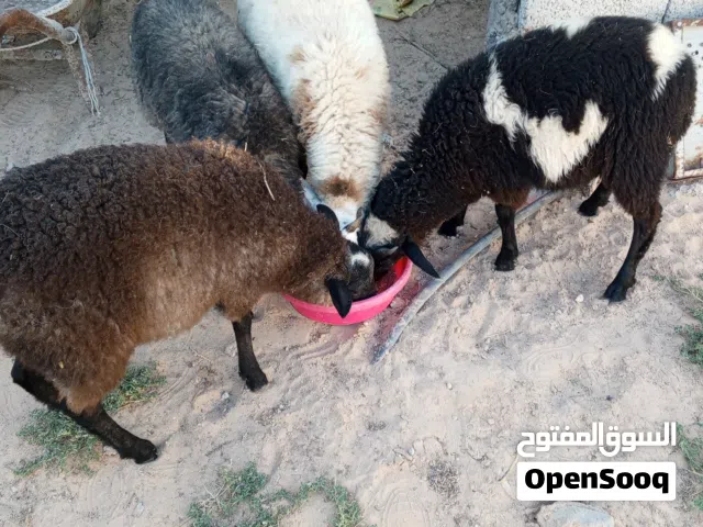 للبيع 4حوالة روسيات ..عمرهم 3اشهور ونص ..ناشطات الله ايبارك