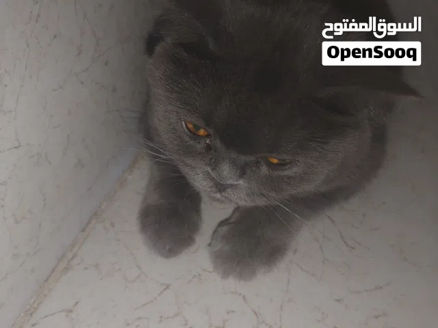 سكوتش فولد رصاصي غامق