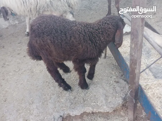 خروف ماشاء الله تبارك الرحمن عواس الأصلي عمر شهر و نصف مفطوم على النخاله والتبن شوفة عينك المطلوب 15