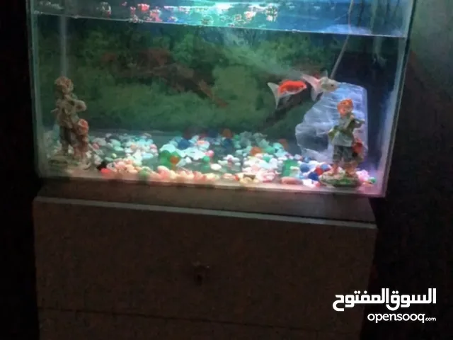 حوض اسماك زينه قياس 60 طول وعرض 50 مع اربع اسماك الحوض كامل
