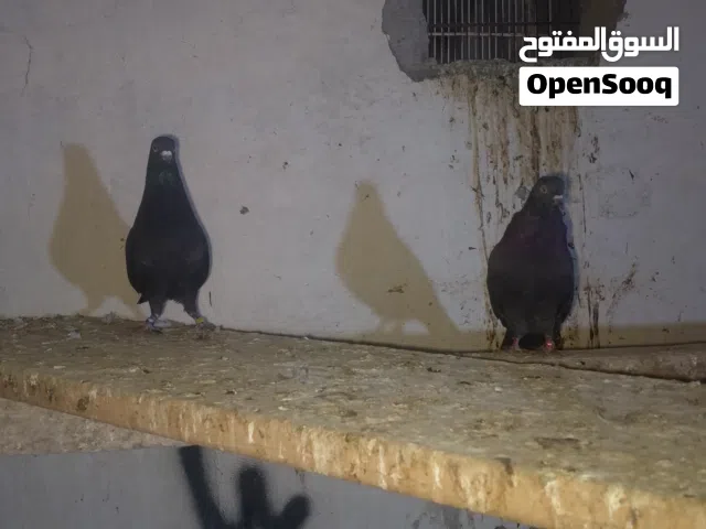 السلام عليكم