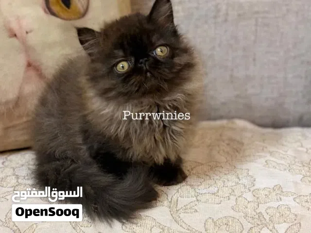 قط زورار بيرشن لون نادر للبيع – أصول مستوردة