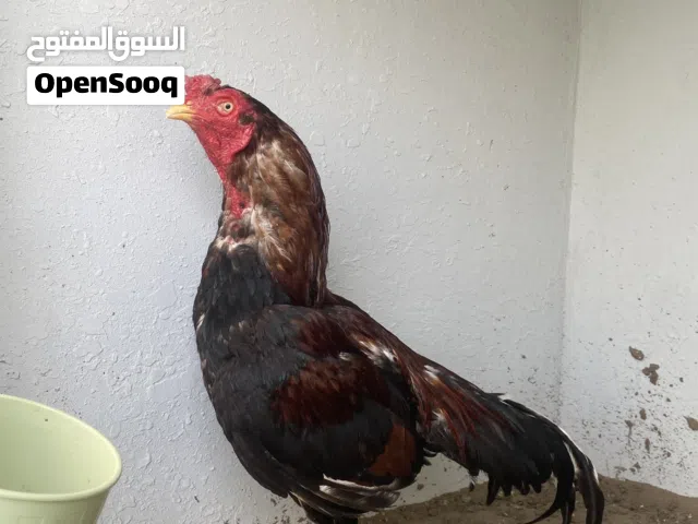 ديك قابل للتفاوض  ديك افرد ملاحضه بس صبعه  واحد منكسر بس يضارب