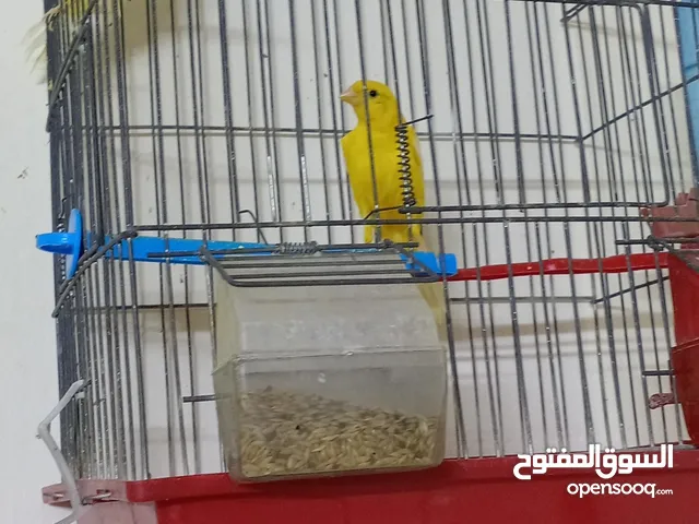 طيور كنار حبات نخب شوف الوصف